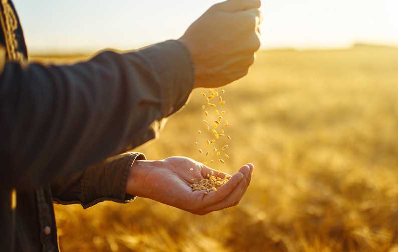 Agricultura de grãos
