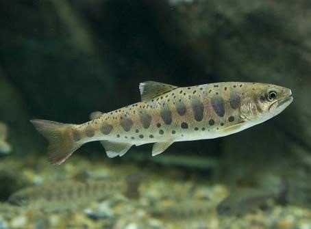 Rainbow trout swimming