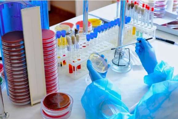 Mavi eldivenler ve koruyucu önlük giyen bir laboratuvar teknisyeni, bir laboratuvar ortamında petri kapları ve test tüpleriyle çalışıyor.