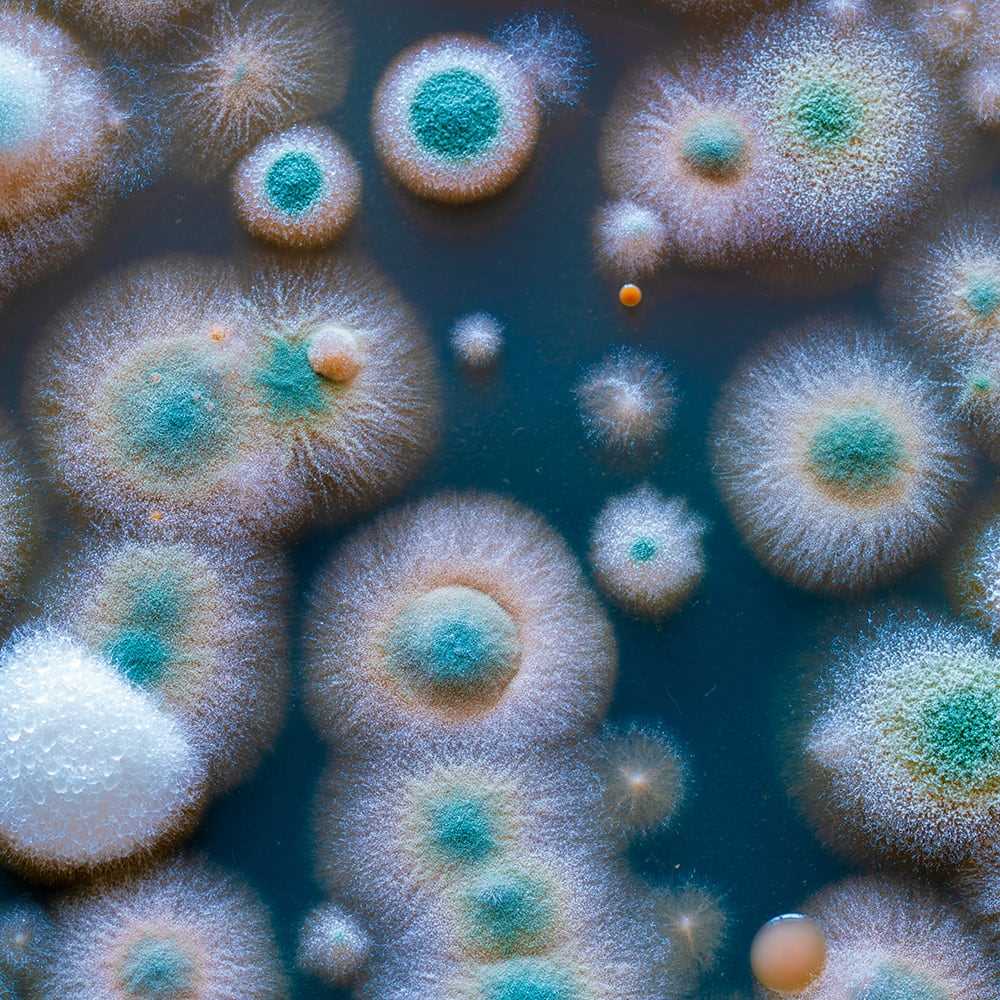 Pruebas no alimentarias