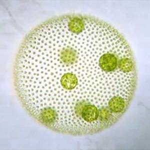 Volvox – commonly associated with taste and odour issues