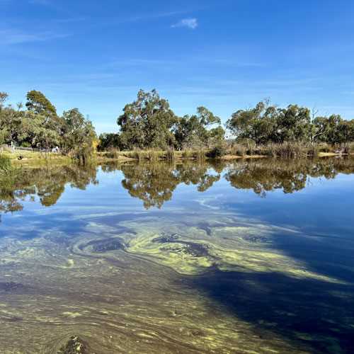 Microcystis  bloom on farm dam