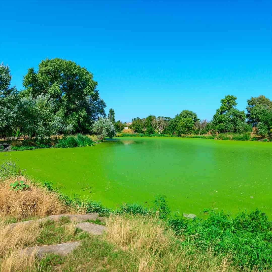 Algal bloom in lake