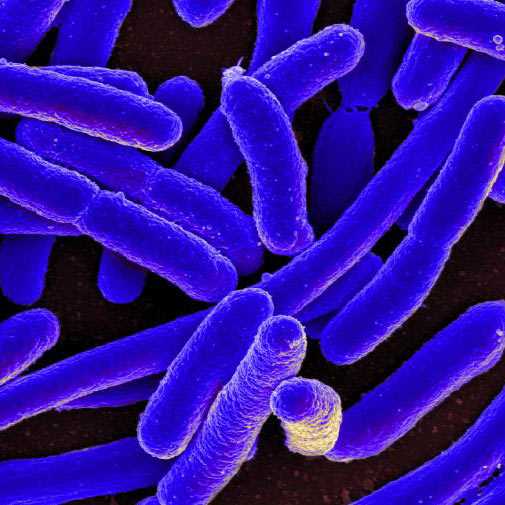 magnification of E. coli 