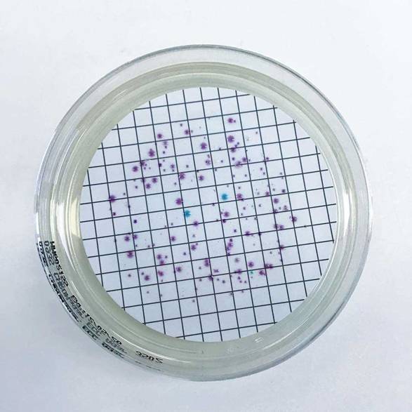 Figure 2. Colony development on chromogenic agar after 18–24 hours incubation. Putative  E. coli (blue), coliform (purple) and non-coliform colonies (cream) are visible.