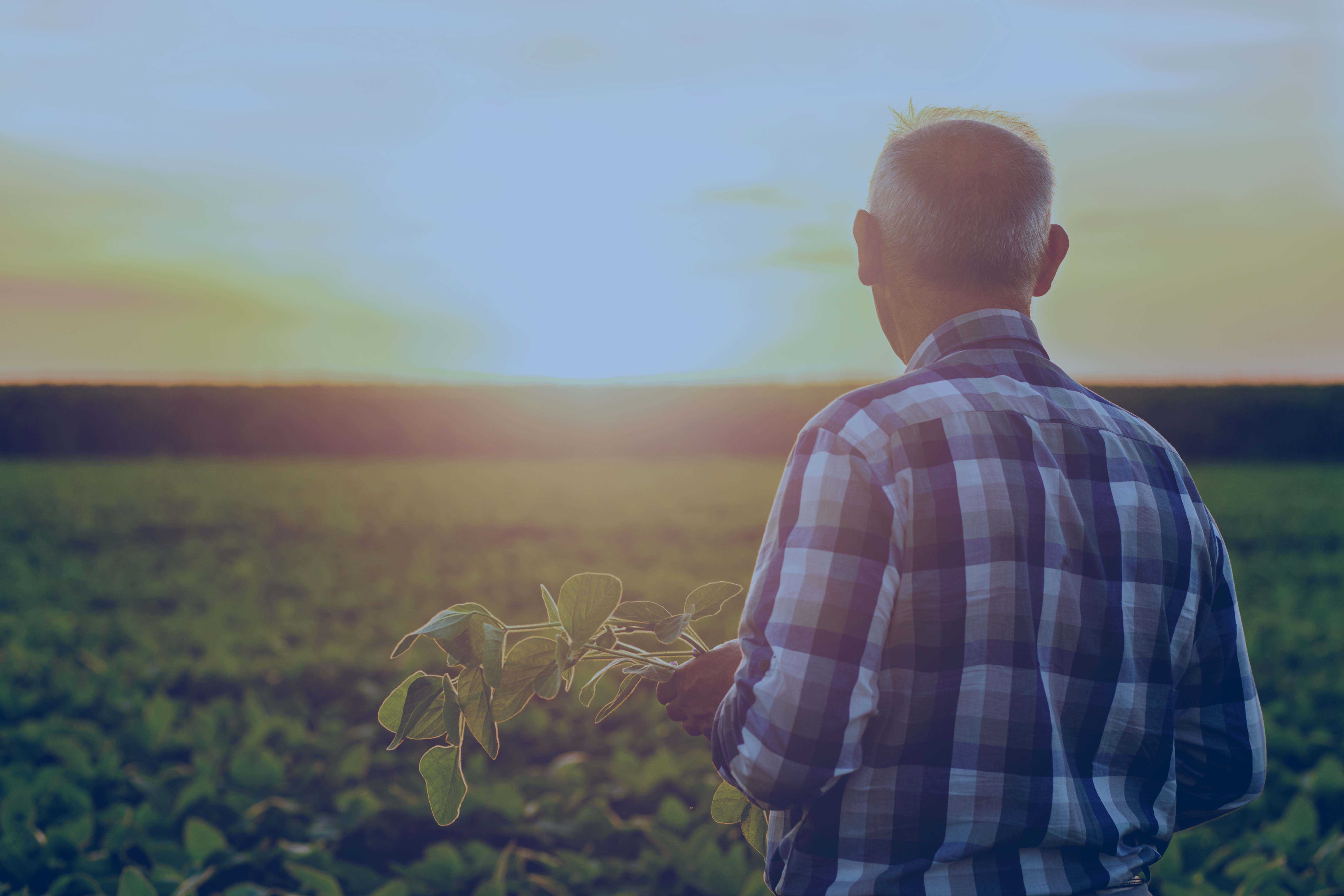 Pessoa de costas, com camisa de flanela, a segurar uma planta numa mão enquanto observa um campo agrícola ao pôr do sol.
