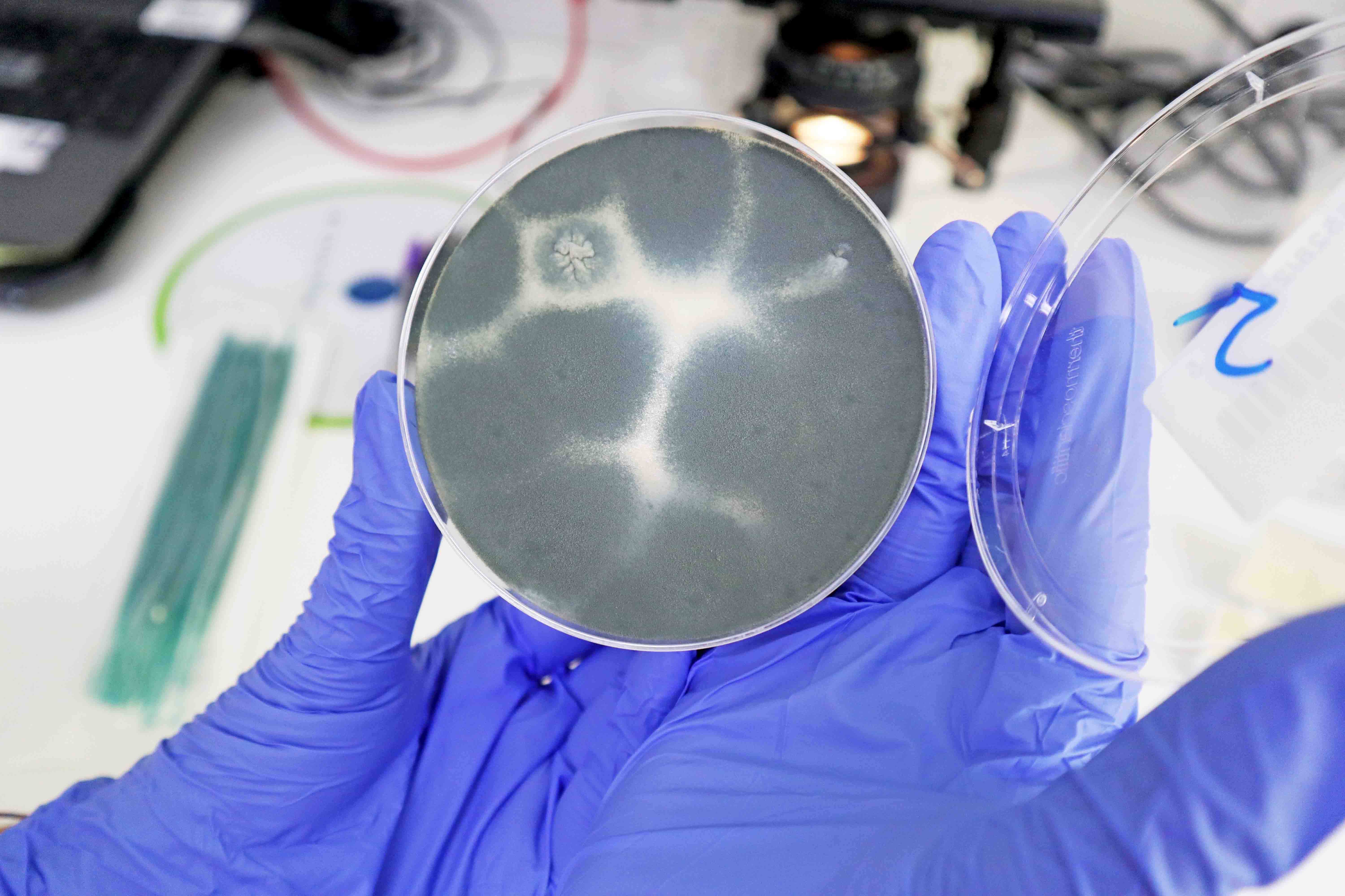 Mão com luva a segurar caixa de Petri com cultura de bolor em ambiente laboratorial.