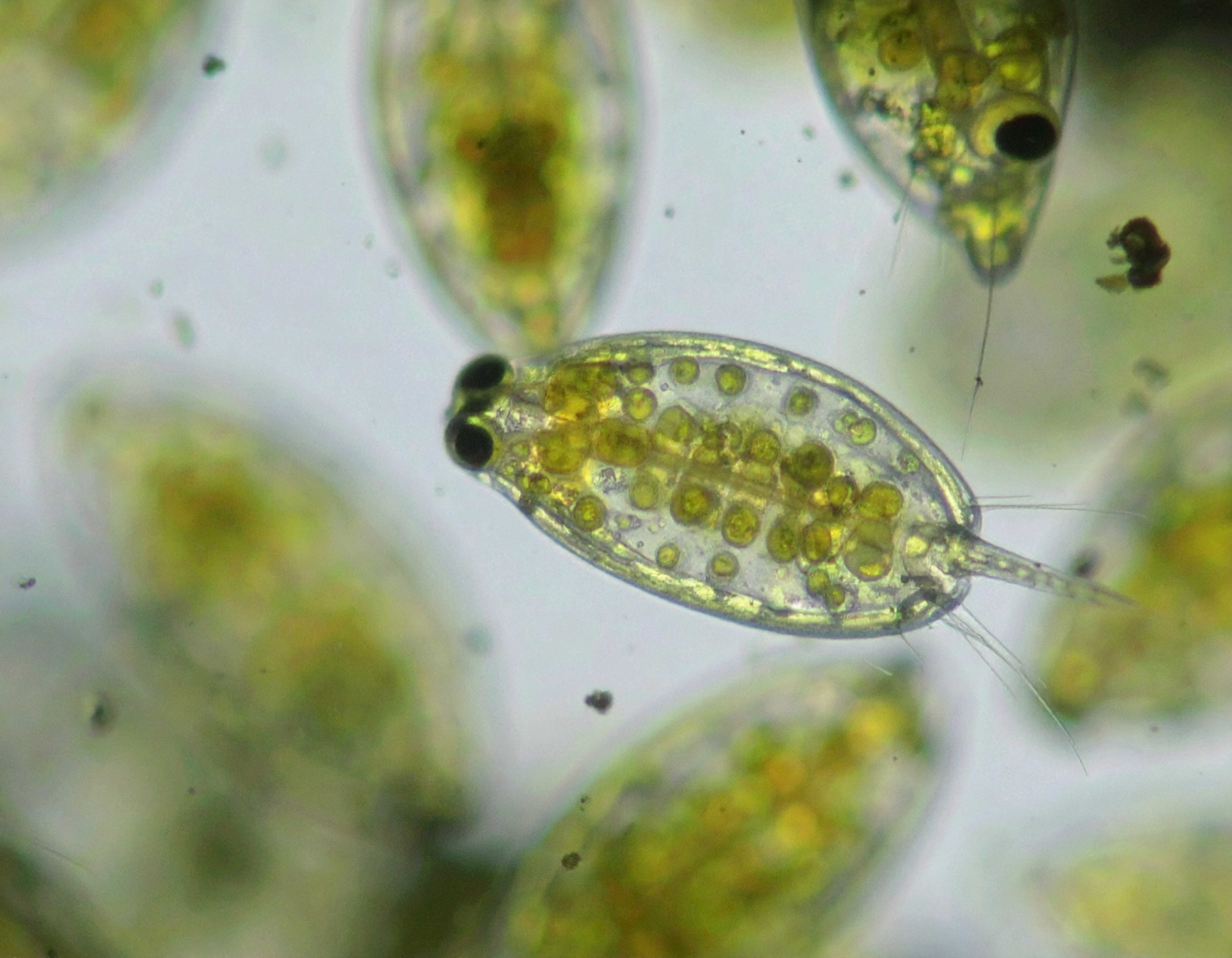 Daphnia Magna