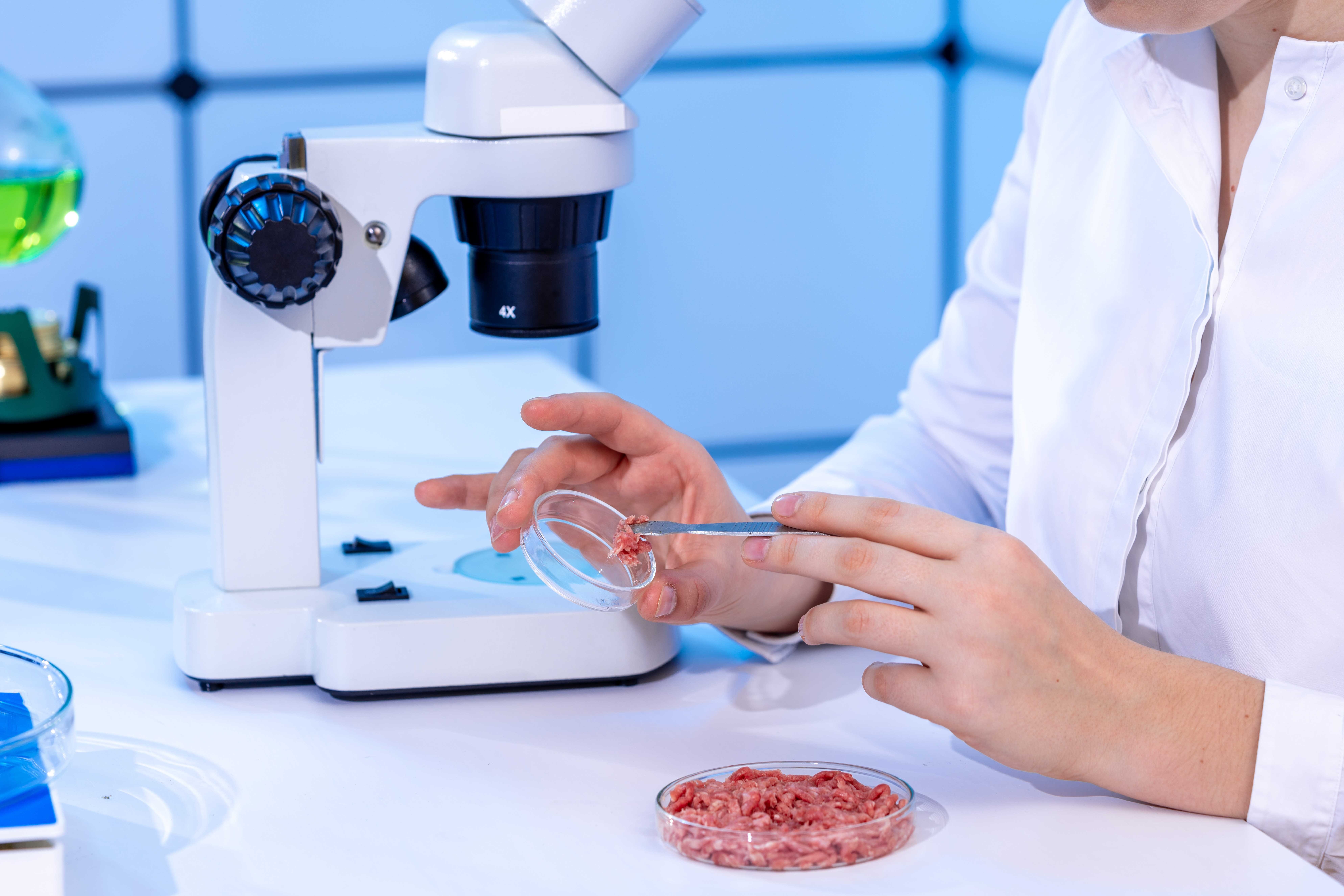 Žena v laboratoři pro kontrolu potravin zkoumající vzorky mletého masa na toxiny a parazity
