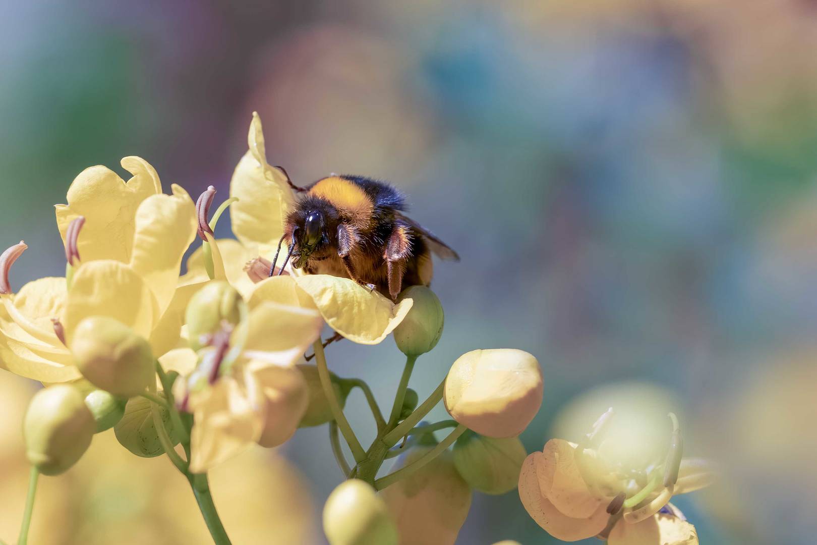 Bie på gul blomst