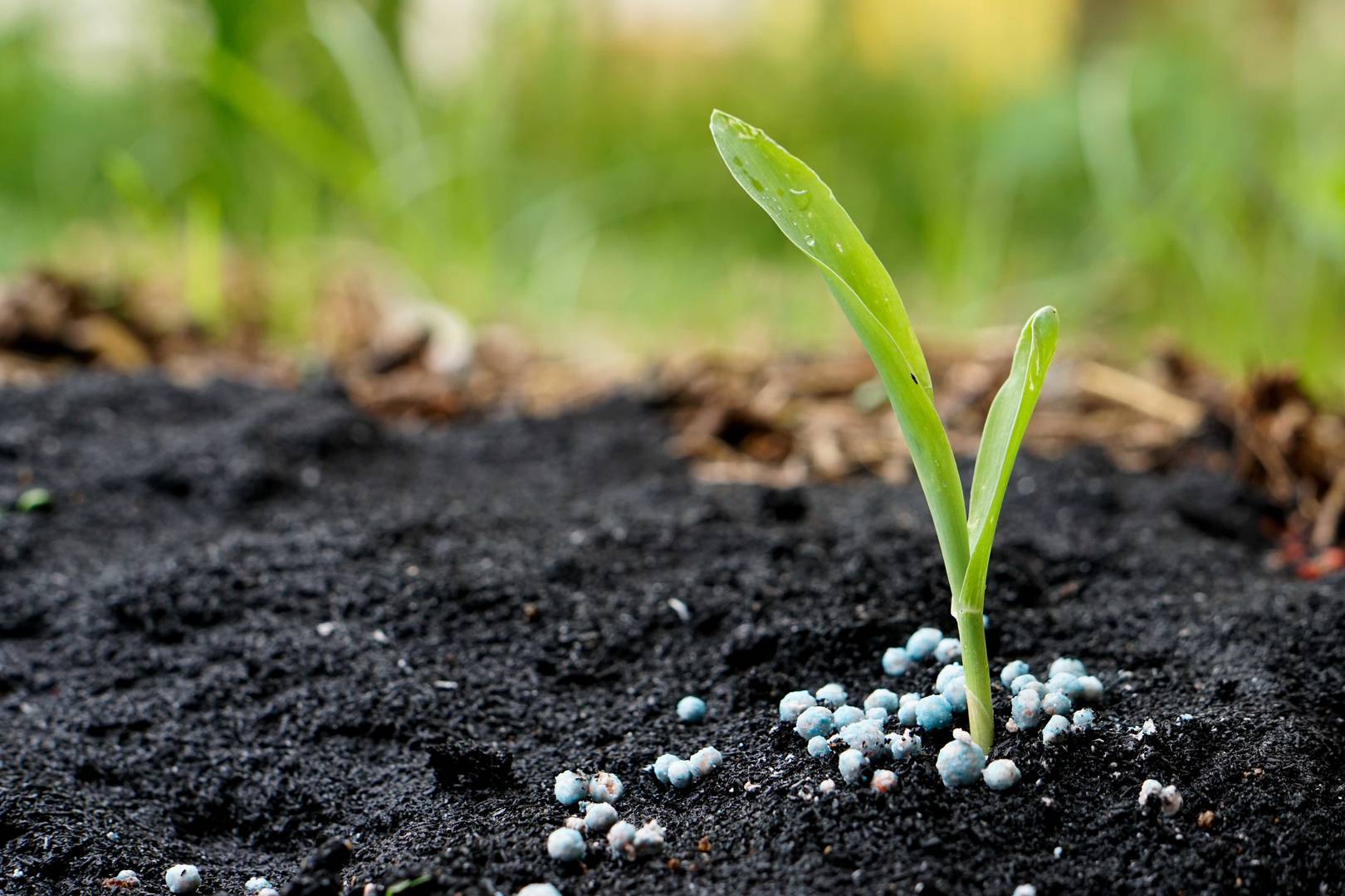 Plante i jord