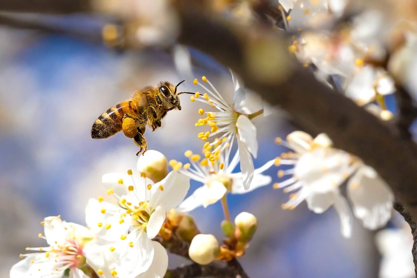 Bie mai blomst